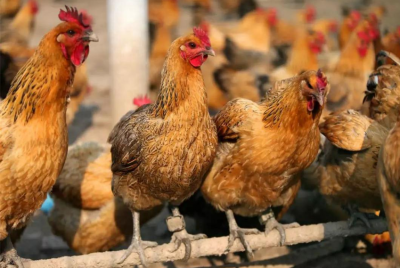 黄芪颗粒在817肉鸡全程保健及疾病防控应用方案